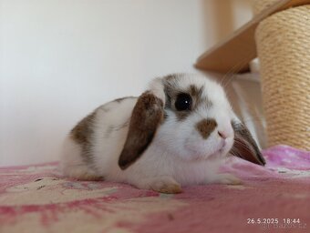 Zakrslý králík - očkovaná mláďata - 2