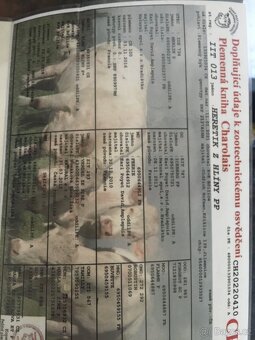 Prodám plemenného býka charolais - 2