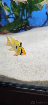 Apistogramma Mikrogeophagus Ramirezi - 2