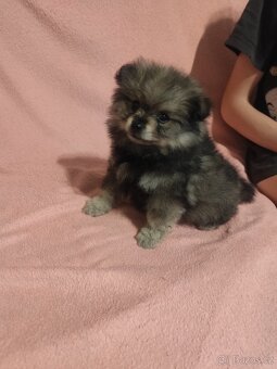 Štěňátka špic pomeranian - 2