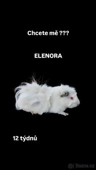 Morčata - 2