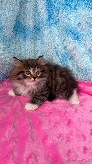 Sibiřská kočka s PP - 2