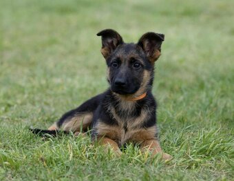 Německý ovčák - 2