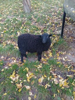 Quessantská ovce - 2