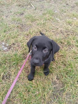 Labrador štěně - 2