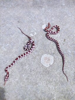 užovka červená, terárium - 2