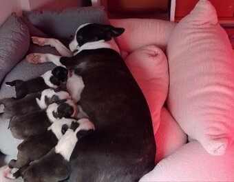 Boston Terrier,Bostonský teriér,Boston - 2