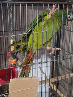 Aratinga Dlouhoocasý - 2