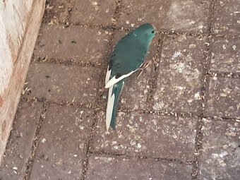 Kakariki modrý a modré straky - 2