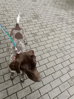 Německý ohař krátkosrstý - 2