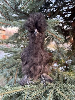 Hedvabnička velká vousatá EU černý - 2