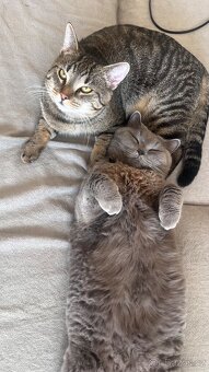 Daruji 2 Kocoury - 2