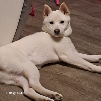 Shiba inu - 2