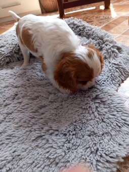 Kavalír king Charles Španěl, Cavalier - 2