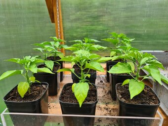 Sazenice Habanero - 2