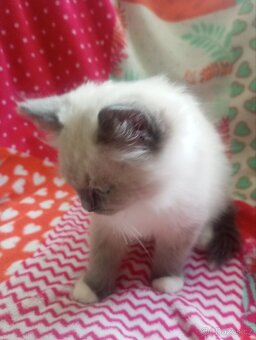 Ragdoll s PP - 2
