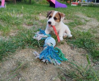 Jack Russell teriér - 2