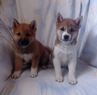Shiba inu - 2