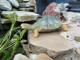 Okrasná želva - 2