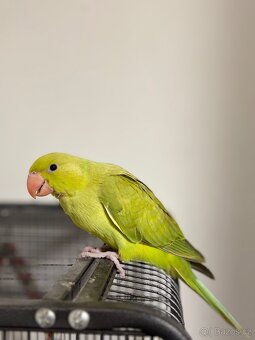 Alexandr malý i s klecí - 2