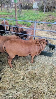 Kamerunský plemenný beran s POP - 2