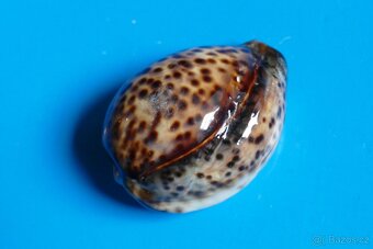 Cypraea tigris -freak - 2