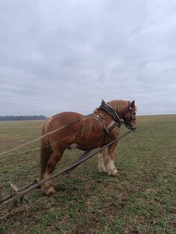Chladnokrevnik polsky - 2