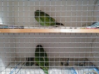 Alexandr růžový vousatý - 2