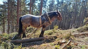 Slezsky norik připouštěni Goliaš a Soren - 2