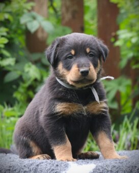 Beauceron s PP - 2
