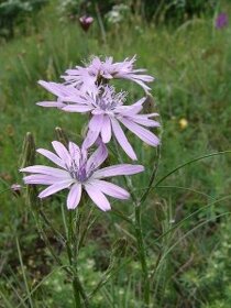 Hadí mord nachový-Scorzonera purpurea L. 1g 50Kč - 2