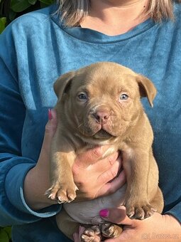 American bully s PP - 2