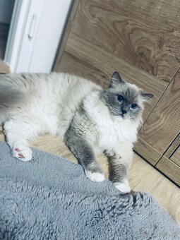 Ragdoll a britská - 2