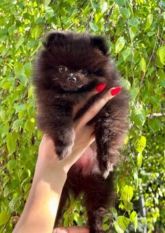 Pomeranian s PP - 2