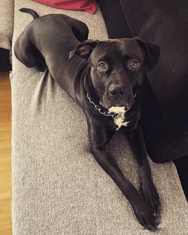 Amstaff bez PP - 2