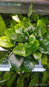 Anubias nana, big - 2
