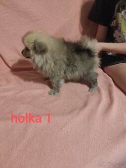 Špic pomeranian štěňátka - 2