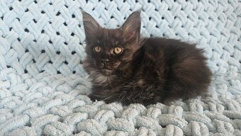 Mainská Mývalí - 2