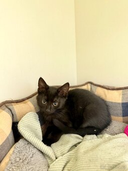 Cuba, 7 měsíců, černý kocourek - 2