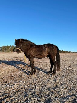 Huculský hřebec - 2