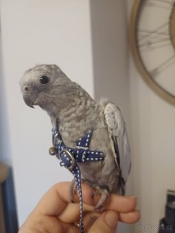 Korela bělohlavá perlová šedá - 2