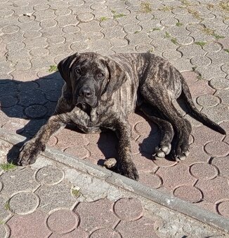 NĚMECKA DOGA X CANE CORSO - 2