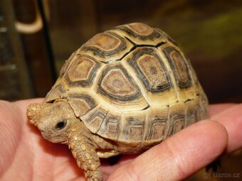 Želva pardálí (Stigmochelys pardalis) - 2