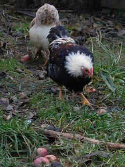 Wyandotka zdrobnělá lososová - 2