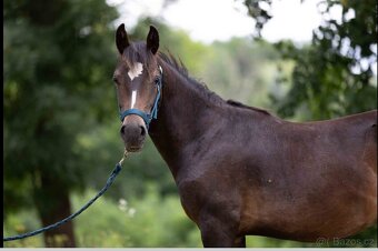 Stáj Zámek Ellischau - hřebec WPBr nar.2024 - 2