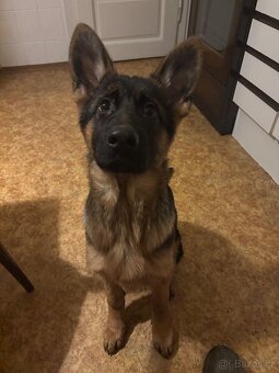 Štěňata Německého ovčáka s PP - 2