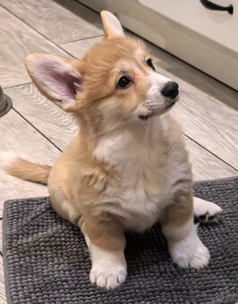 Welsh Corgi Pembroke s PP - 2