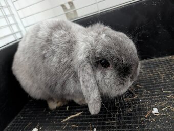 Zakrslý králíček - 2