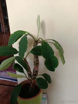 Rozmarýn - velký keř - 2