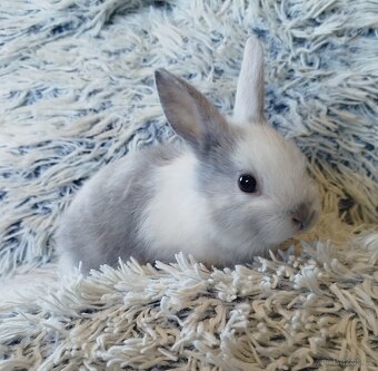 Zakrslý krátkouchý - 2